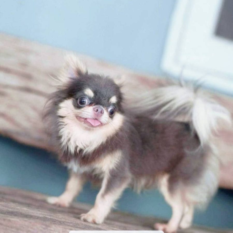 อาเธอร์New